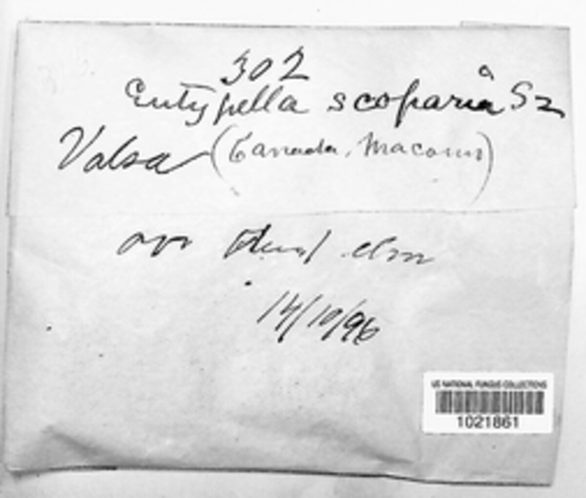 Peroneutypa scoparia image